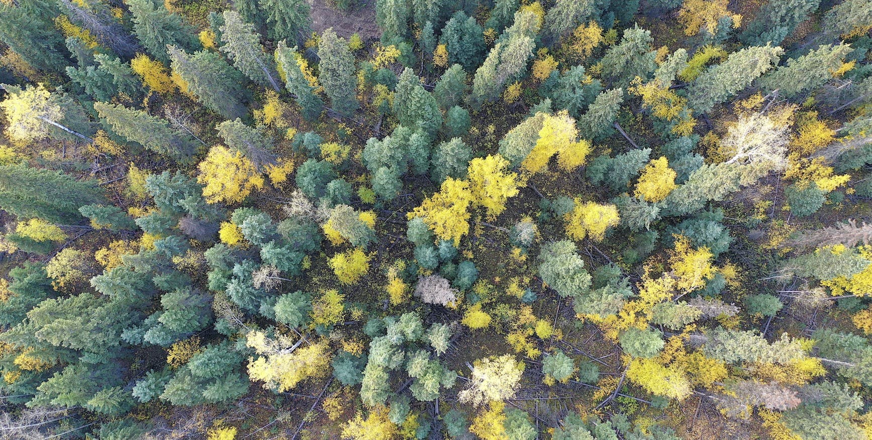 Forest canopy and cutblocks from above – forestry drone mapping in BC